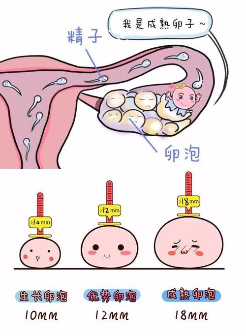 為什么有人有卵泡不排卵卵泡成熟卻不排卵怎么辦(卵泡破裂后多久排卵)
