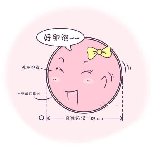 為什么有人有卵泡不排卵卵泡成熟卻不排卵怎么辦(卵泡破裂后多久排卵)