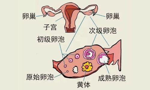 為什么有人有卵泡不排卵卵泡成熟卻不排卵怎么辦(卵泡破裂后多久排卵)