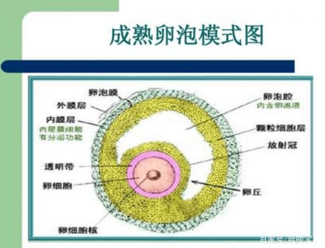 為什么有人有卵泡不排卵卵泡成熟卻不排卵怎么辦(卵泡破裂后多久排卵)